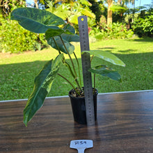 Load image into Gallery viewer, #R39 Variegated Philodendron Burle Marx