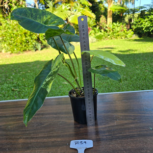 #R39 Variegated Philodendron Burle Marx