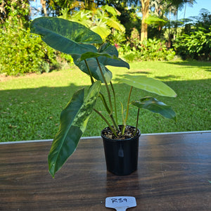 #R39 Variegated Philodendron Burle Marx