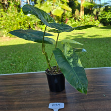 Load image into Gallery viewer, #R39 Variegated Philodendron Burle Marx