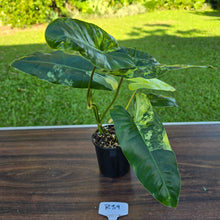 Load image into Gallery viewer, #R39 Variegated Philodendron Burle Marx