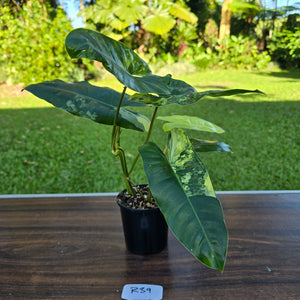 #R39 Variegated Philodendron Burle Marx