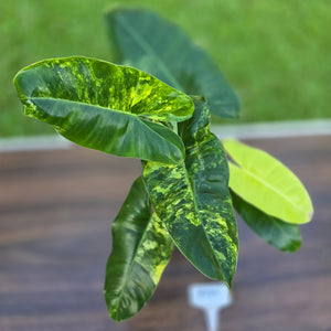#R39 Variegated Philodendron Burle Marx