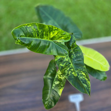 #R39 Variegated Philodendron Burle Marx