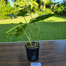 Load image into Gallery viewer, #R39 Variegated Philodendron Burle Marx
