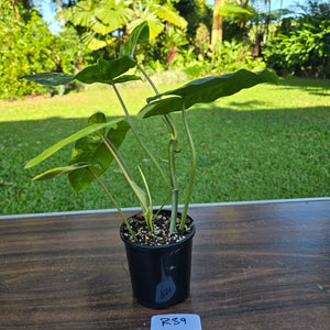 #R39 Variegated Philodendron Burle Marx
