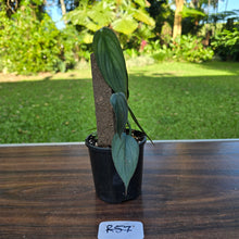Load image into Gallery viewer, #R57 Philodendron Burle Marx Fantasy