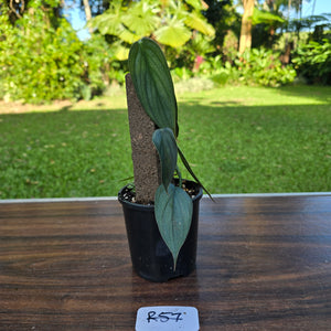 #R57 Philodendron Burle Marx Fantasy