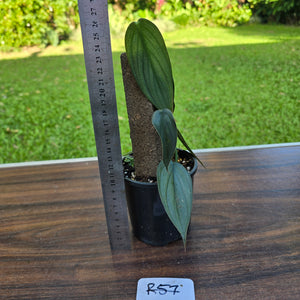 #R57 Philodendron Burle Marx Fantasy