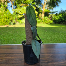 Load image into Gallery viewer, #R57 Philodendron Burle Marx Fantasy