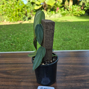 #R57 Philodendron Burle Marx Fantasy