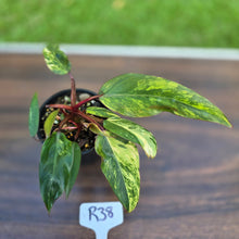 Load image into Gallery viewer, #R38 Philodendron Strawberry Shake