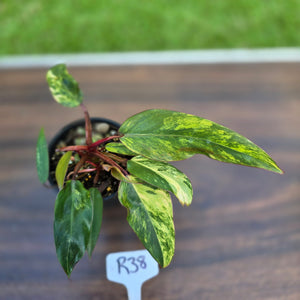 #R38 Philodendron Strawberry Shake