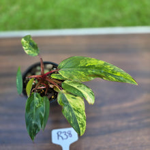 Load image into Gallery viewer, #R38 Philodendron Strawberry Shake