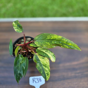 #R38 Philodendron Strawberry Shake
