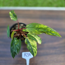 Load image into Gallery viewer, #R38 Philodendron Strawberry Shake