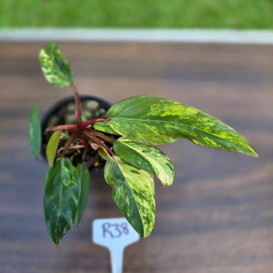 #R38 Philodendron Strawberry Shake