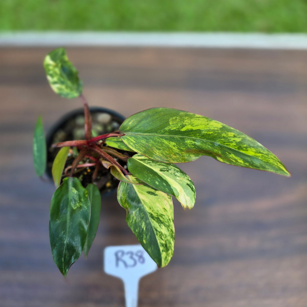 #R38 Philodendron Strawberry Shake