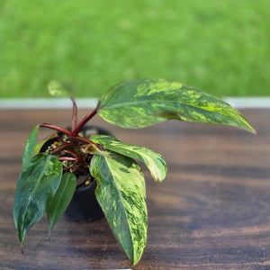 #R38 Philodendron Strawberry Shake