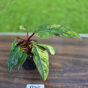 #R38 Philodendron Strawberry Shake