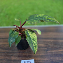 Load image into Gallery viewer, #R38 Philodendron Strawberry Shake