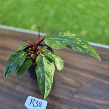Load image into Gallery viewer, #R38 Philodendron Strawberry Shake