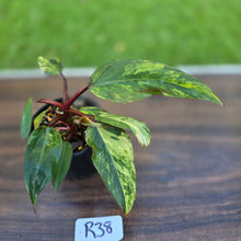 Load image into Gallery viewer, #R38 Philodendron Strawberry Shake