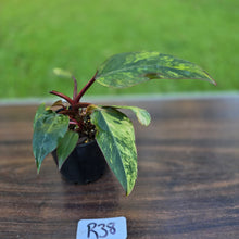 Load image into Gallery viewer, #R38 Philodendron Strawberry Shake