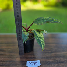 Load image into Gallery viewer, #R38 Philodendron Strawberry Shake