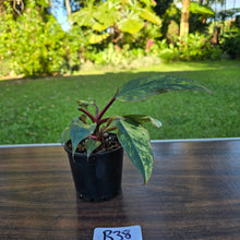 Load image into Gallery viewer, #R38 Philodendron Strawberry Shake