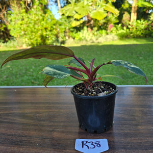 #R38 Philodendron Strawberry Shake