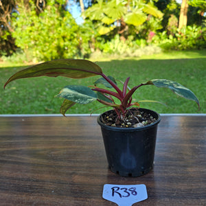 #R38 Philodendron Strawberry Shake