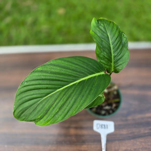 #D881 Philodendron Geniculatum