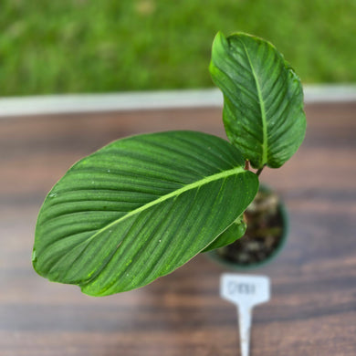 #D881 Philodendron Geniculatum
