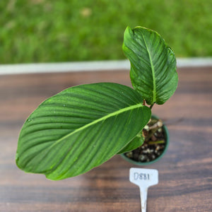 #D881 Philodendron Geniculatum