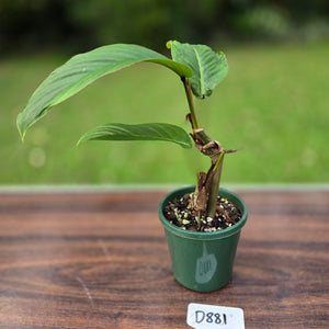 #D881 Philodendron Geniculatum