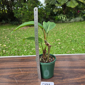 #D881 Philodendron Geniculatum