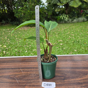 #D881 Philodendron Geniculatum