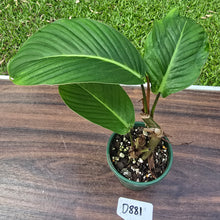 Load image into Gallery viewer, #D881 Philodendron Geniculatum