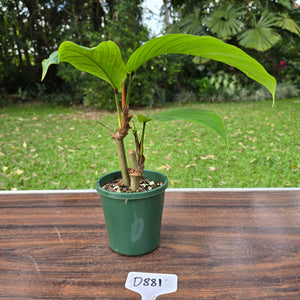 #D881 Philodendron Geniculatum