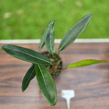 Load image into Gallery viewer, #D19 Philodendron Callosum