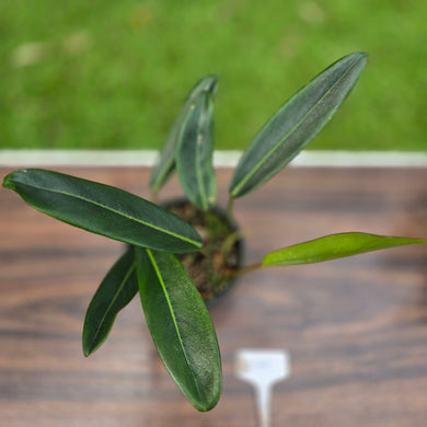 #D19 Philodendron Callosum