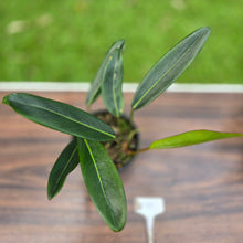 Load image into Gallery viewer, #D19 Philodendron Callosum