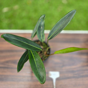 #D19 Philodendron Callosum