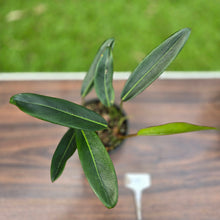 Load image into Gallery viewer, #D19 Philodendron Callosum