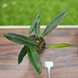 #D19 Philodendron Callosum