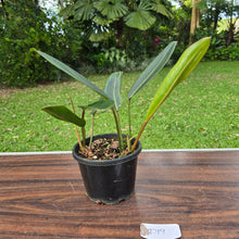 Load image into Gallery viewer, #D19 Philodendron Callosum