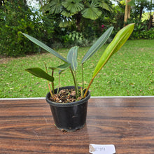 Load image into Gallery viewer, #D19 Philodendron Callosum