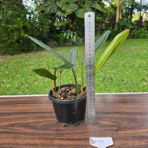 #D19 Philodendron Callosum