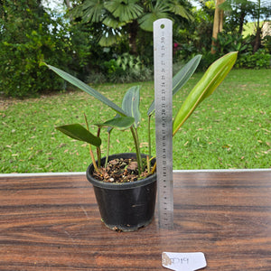 #D19 Philodendron Callosum